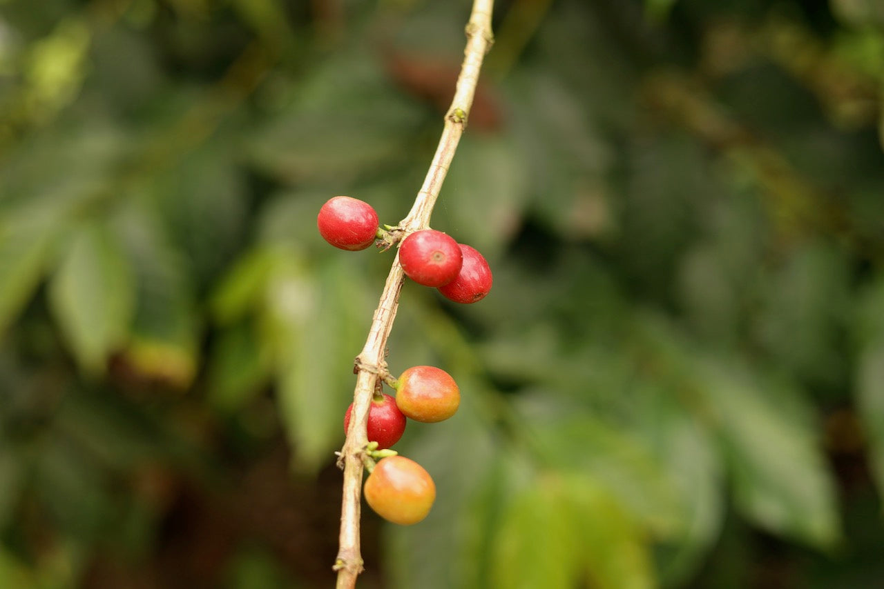 Kenya AB Ting’ang'a