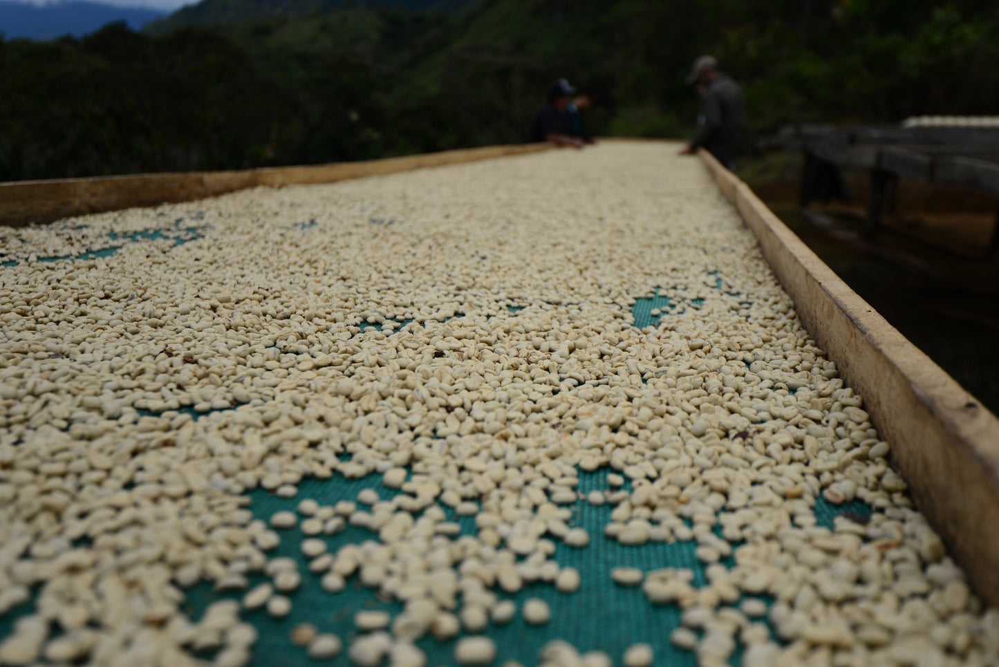 Peru - Estrella Divina