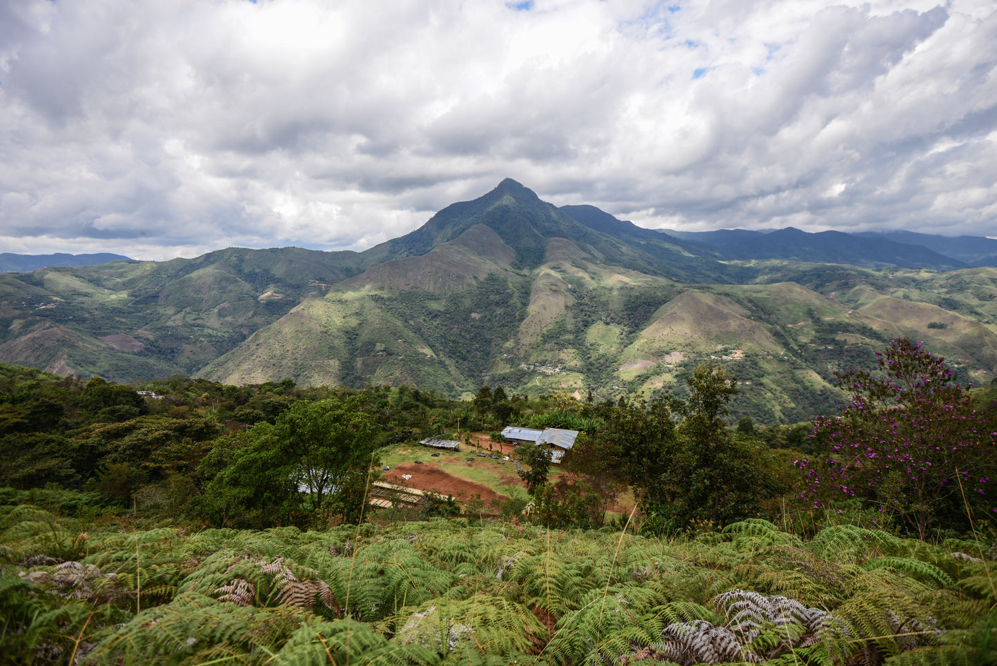 Peru - Estrella Divina