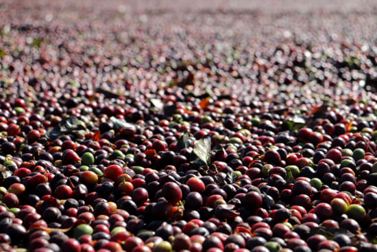 Brasil Fazenda Cerrado Grande
