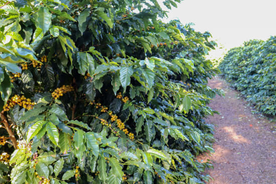 Brasil Fazenda Cerrado Grande