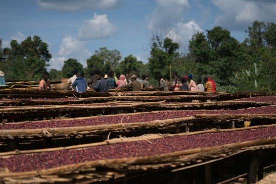 Etiopia Yirgacheffe