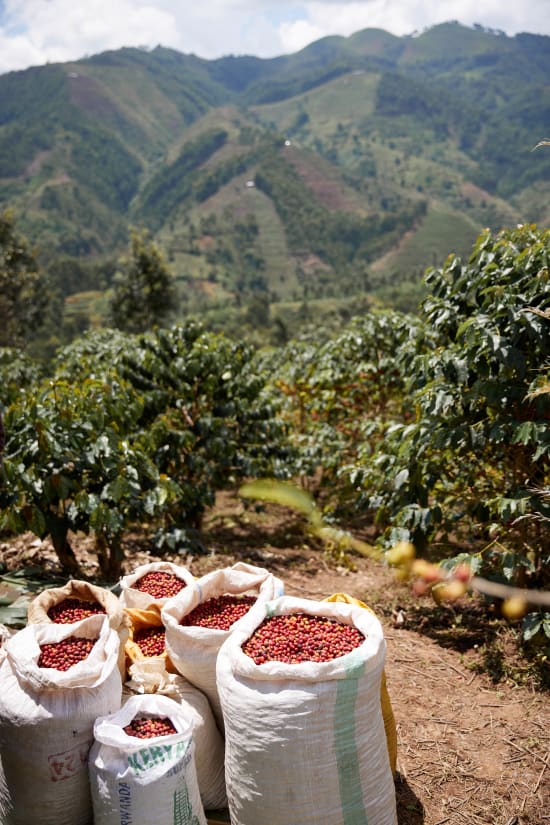 Rwanda Gwiza Women Coffee
