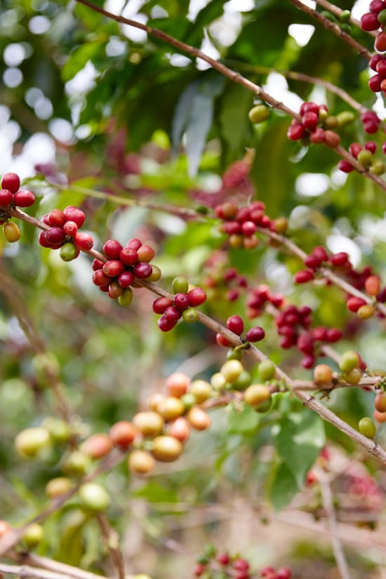 Rwanda Gwiza Women Coffee