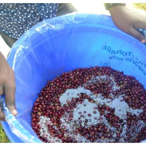 Etiopia Yirgacheffe Bærtørket