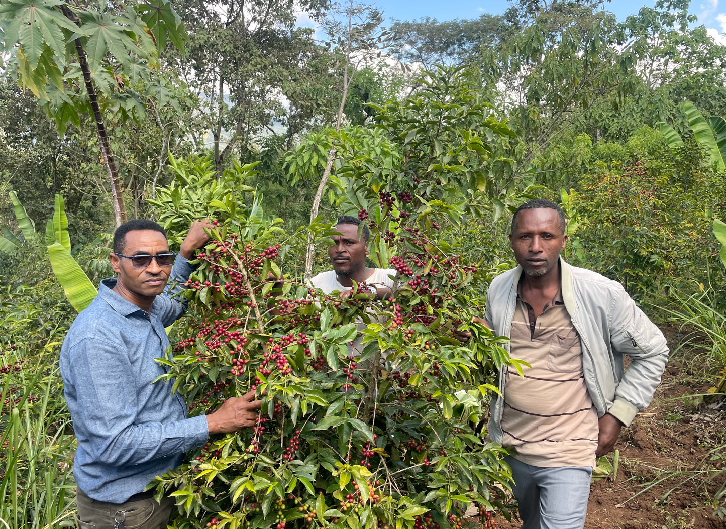 Etiopia Sidama Natural