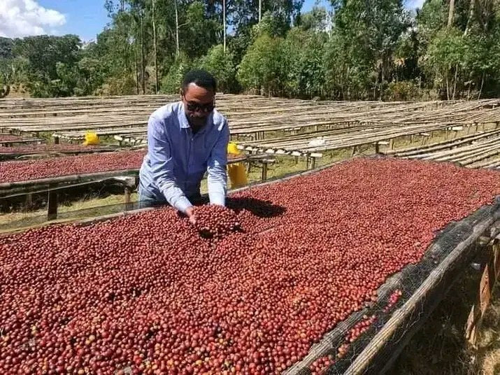 Etiopia Sidama Natural