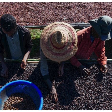 Etiopia Yirgacheffe Bærtørket