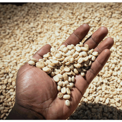 Etiopia Chelchelie Grade 1